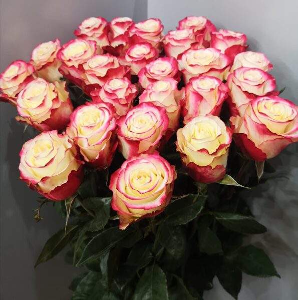 Rozes Sweetness 80cm