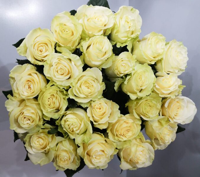 Розы Мондиаль (Mondial) с ароматом 80см