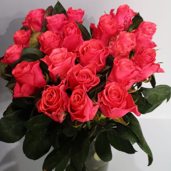 Rozes Pink Takazzi fragrant 40cm