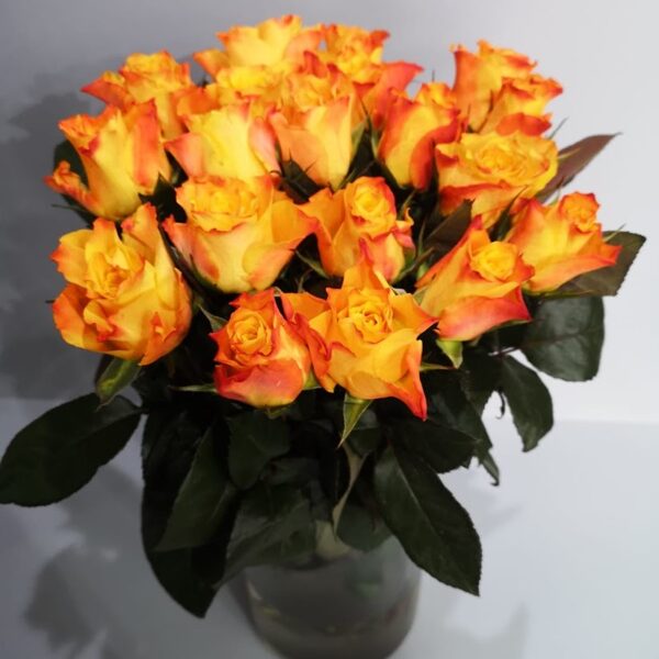 Rozes Mary Claire 50cm